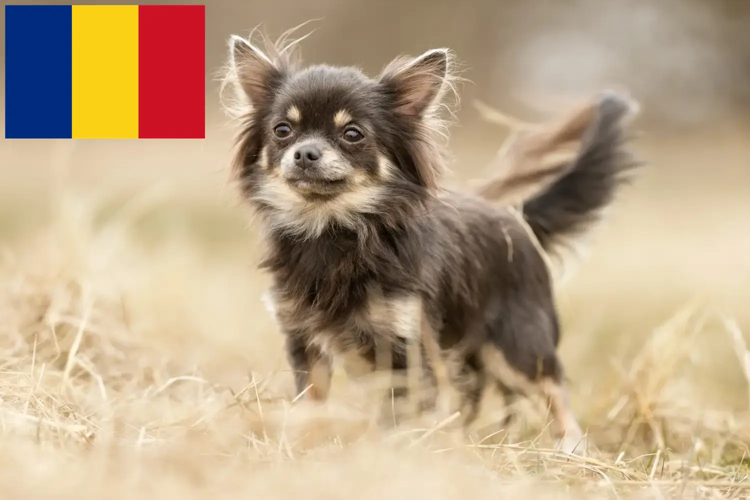Read more about the article Romanya’da Chihuahua yetiştiricileri ve köpek yavruları