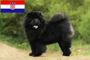 Read more about the article Hırvatistan’da Chow-Chow yetiştiricileri ve köpek yavruları