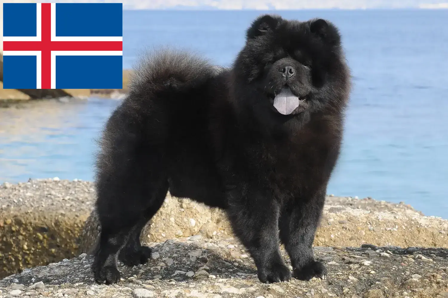 Read more about the article İzlanda’da Chow-Chow yetiştiricileri ve köpek yavruları