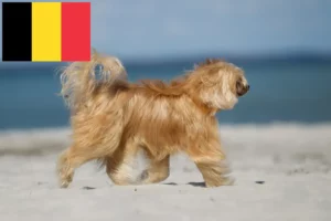 Read more about the article Belçika’da Çin Tepeli Köpeği yetiştiricileri ve yavruları