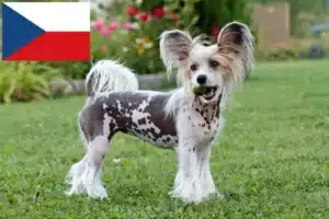 Read more about the article Çek Cumhuriyeti’ndeki Çin Tepeli Köpeği yetiştiricileri ve yavruları