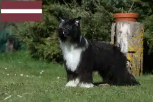 Read more about the article Letonya’daki Çin Tepeli Köpeği yetiştiricileri ve yavruları