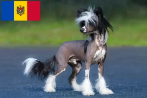 Read more about the article Moldova Cumhuriyeti’ndeki Çin Tepeli Köpeği yetiştiricileri ve yavruları