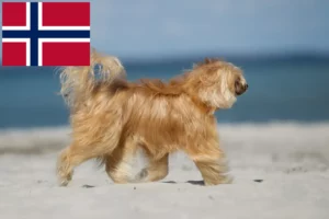 Read more about the article Norveç’teki Çin Tepeli Köpeği yetiştiricileri ve yavruları