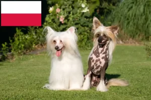 Read more about the article Polonya’da Çin Tepeli Köpeği yetiştiricileri ve yavruları