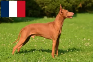 Read more about the article Fransa’da Cirneco dell’ Etna yetiştiricileri ve köpek yavruları