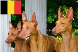 Read more about the article Belçika’da Cirneco dell’ Etna yetiştiricileri ve köpek yavruları