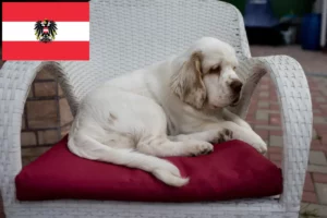 Read more about the article Avusturya’da Clumber Spaniel yetiştiricileri ve köpek yavruları
