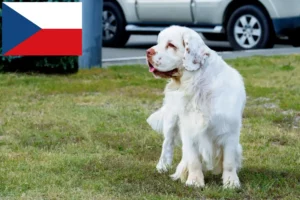 Read more about the article Çek Cumhuriyeti’nde Clumber Spaniel yetiştiricileri ve yavru köpekler