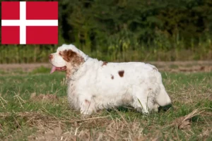 Read more about the article Danimarka’da Clumber Spaniel yetiştiricileri ve köpek yavruları