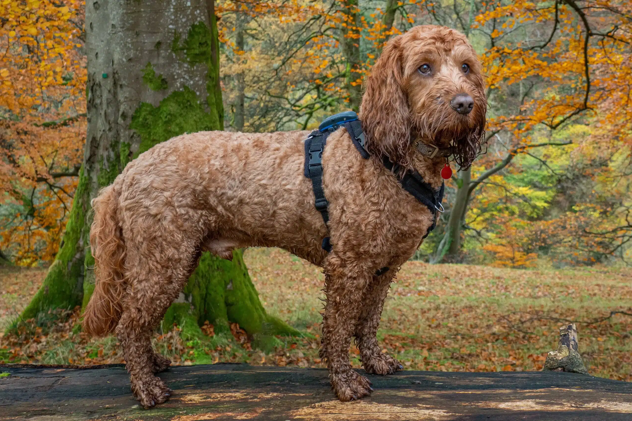 Read more about the article Cockapoo yetiştiricisi