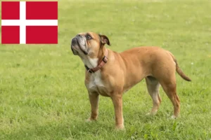 Read more about the article Danimarka’da Continental Bulldog yetiştiricileri ve köpek yavruları