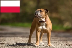 Read more about the article Polonya’da Continental Bulldog yetiştiricileri ve köpek yavruları