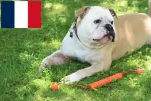 Read more about the article Réunion’da Continental Bulldog yetiştiricileri ve köpek yavruları