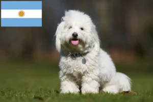 Read more about the article Arjantin’de Coton de Tuléar yetiştiricileri ve köpek yavruları