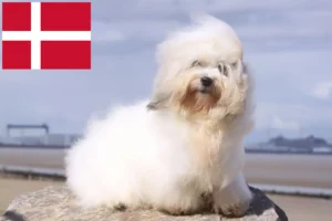 Read more about the article Danimarka’da Coton de Tuléar yetiştiricileri ve köpek yavruları