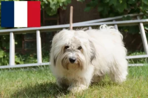 Read more about the article Fransa’da Coton de Tuléar yetiştiricileri ve köpek yavruları