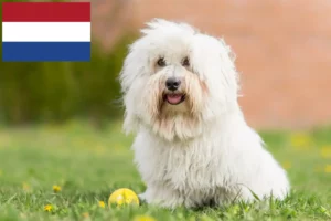 Read more about the article Hollanda’daki Coton de Tuléar yetiştiricileri ve köpek yavruları