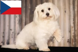 Read more about the article Çek Cumhuriyeti’ndeki Coton de Tuléar yetiştiricileri ve yavru köpekler