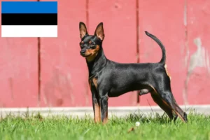Read more about the article Estonya’da Minyatür Pinscher yetiştiricileri ve köpek yavruları