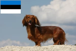 Read more about the article Estonya’daki Dachshund yetiştiricileri ve köpek yavruları