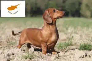 Read more about the article Kıbrıs’ta Dachshund yetiştiricileri ve yavru köpekler
