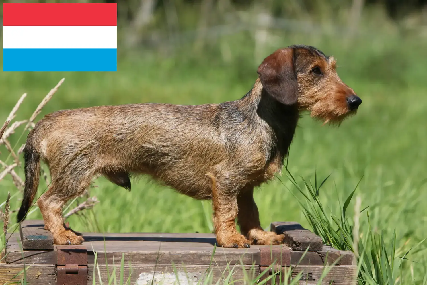 Read more about the article Lüksemburg’da Dachshund yetiştiricileri ve köpek yavruları