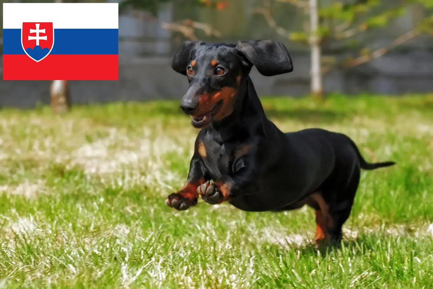 Read more about the article Slovakya’daki Dachshund yetiştiricileri ve köpek yavruları