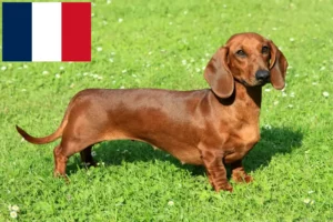 Read more about the article Réunion’da Dachshund yetiştiricileri ve yavru köpekler