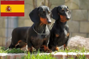 Read more about the article İspanya’da Dachshund yetiştiricileri ve köpek yavruları