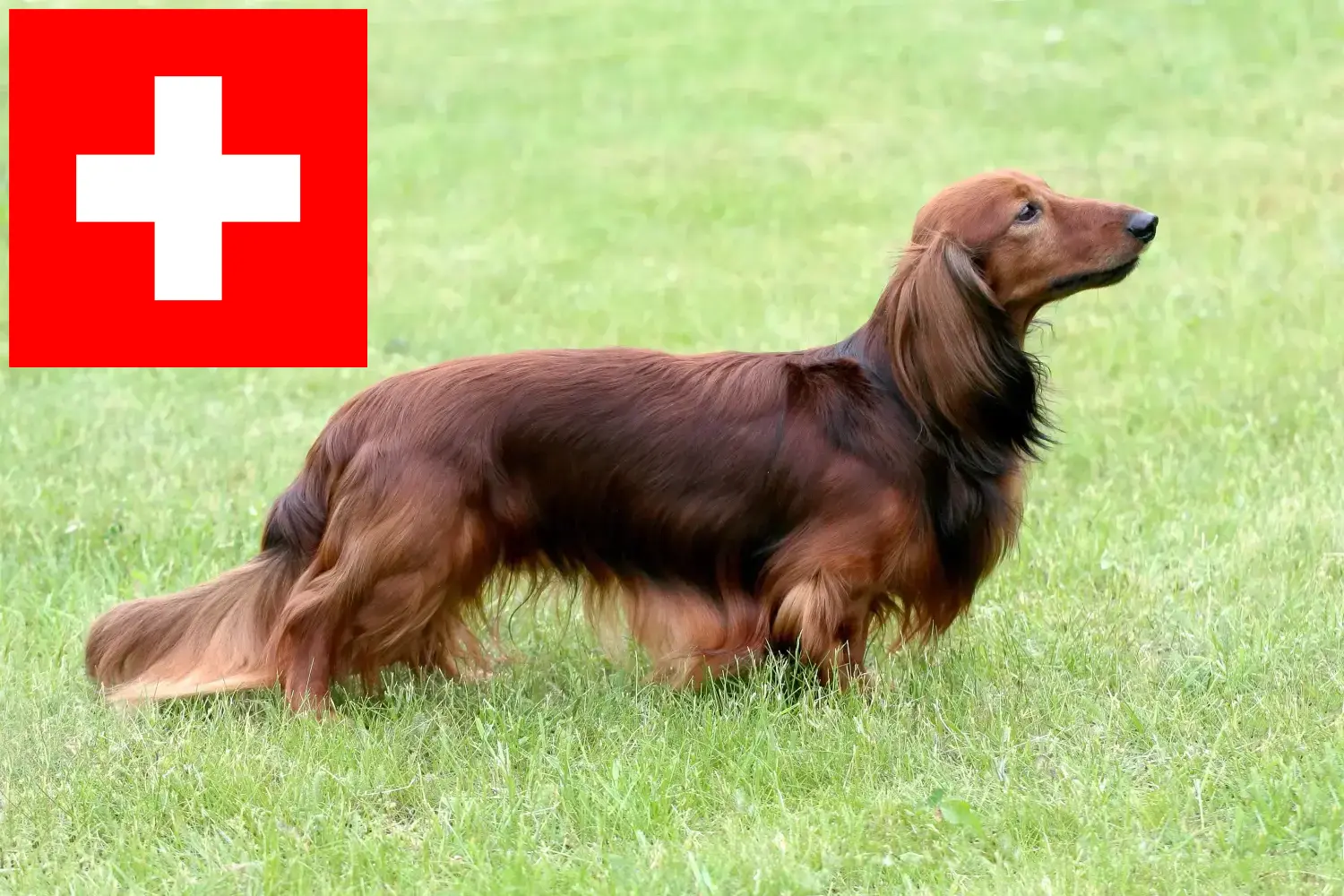 Read more about the article İsviçre’deki Dachshund yetiştiricileri ve köpek yavruları