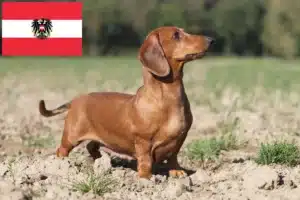 Read more about the article Avusturya’da Dachshund yetiştiricileri ve köpek yavruları