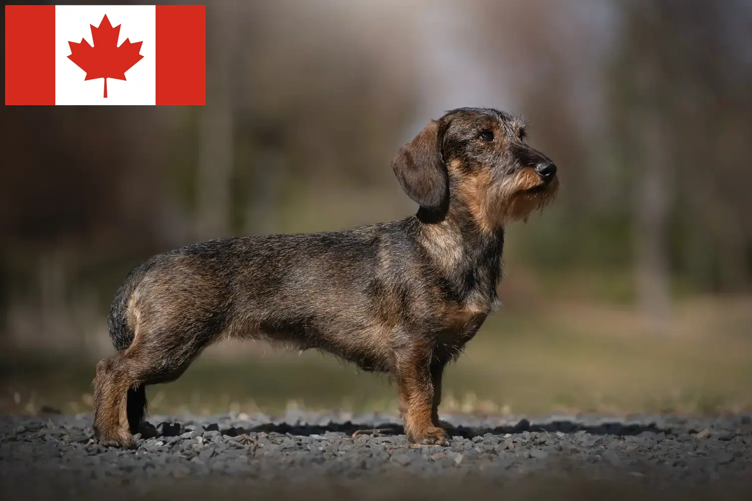 Read more about the article Kanada’daki Dachshund yetiştiricileri ve yavru köpekler