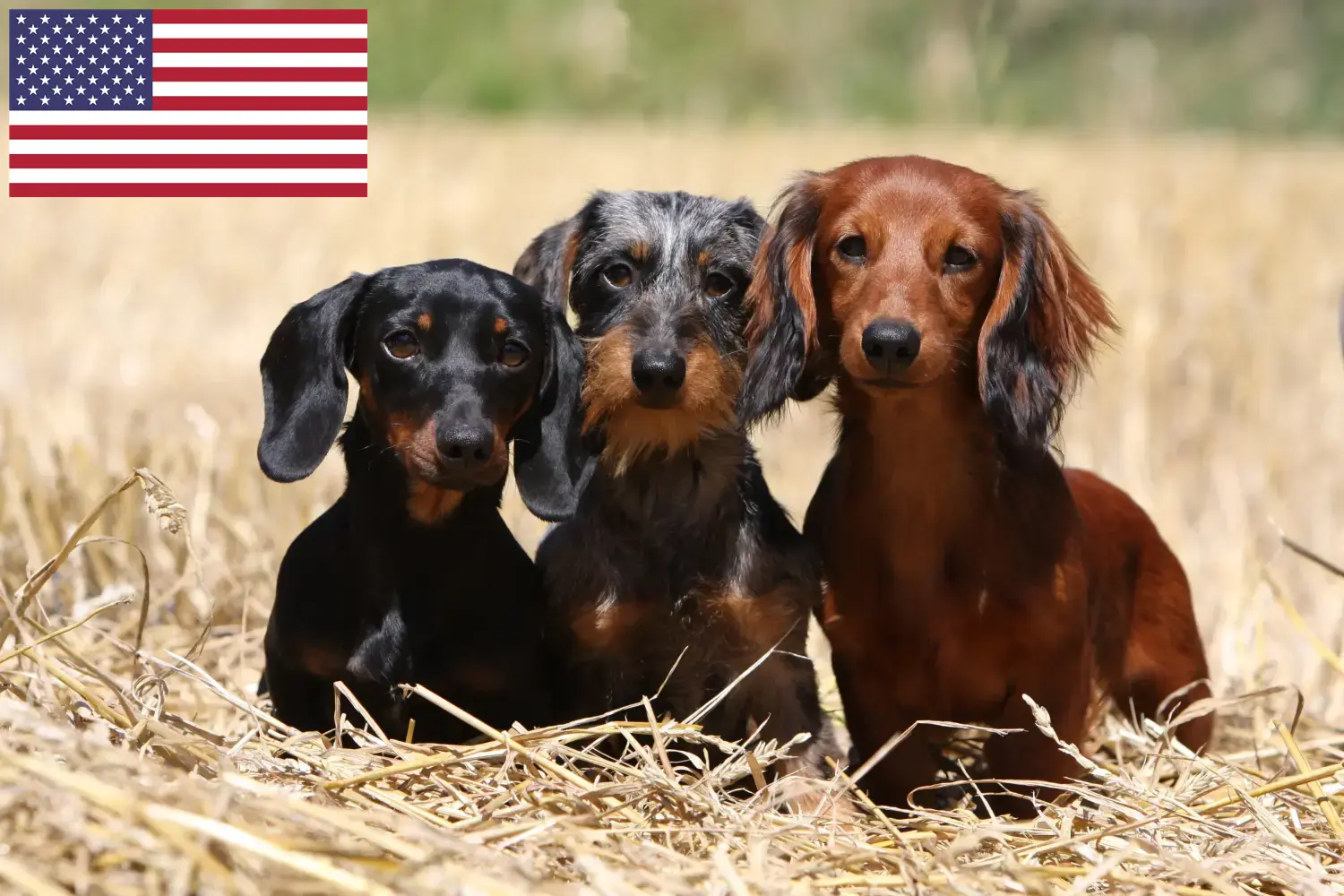 Read more about the article ABD’de Dachshund yetiştiricileri ve yavru köpekler