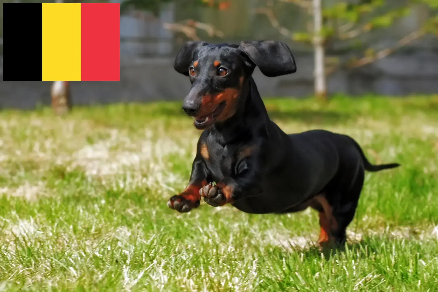 Read more about the article Belçika’da Dachshund yetiştiricileri ve köpek yavruları