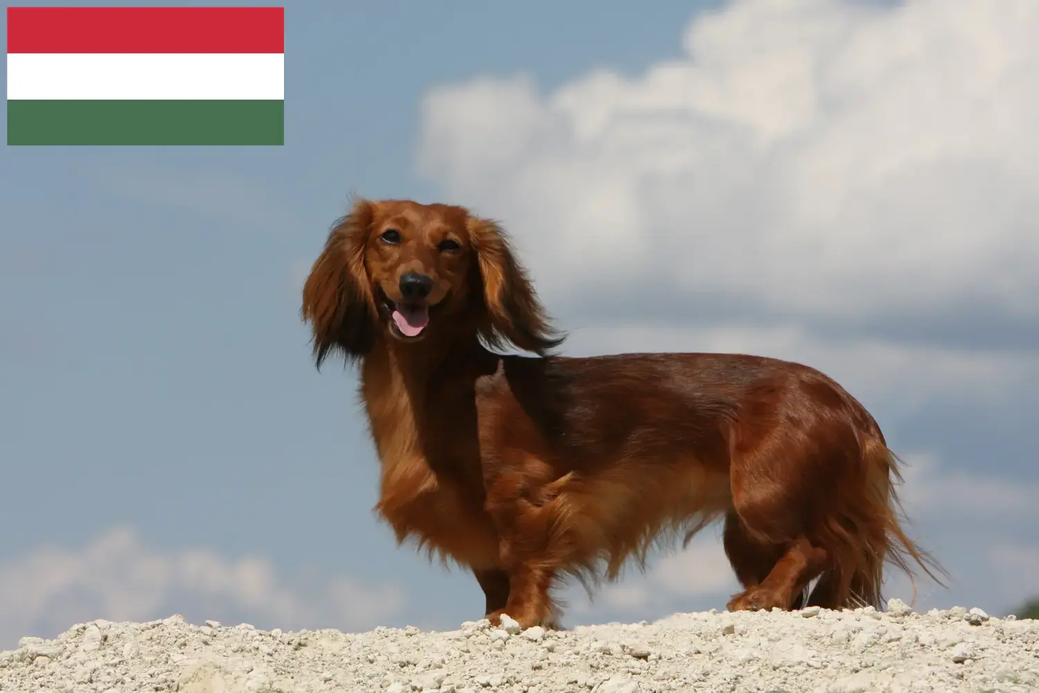 Read more about the article Macaristan’da Dachshund yetiştiricileri ve köpek yavruları