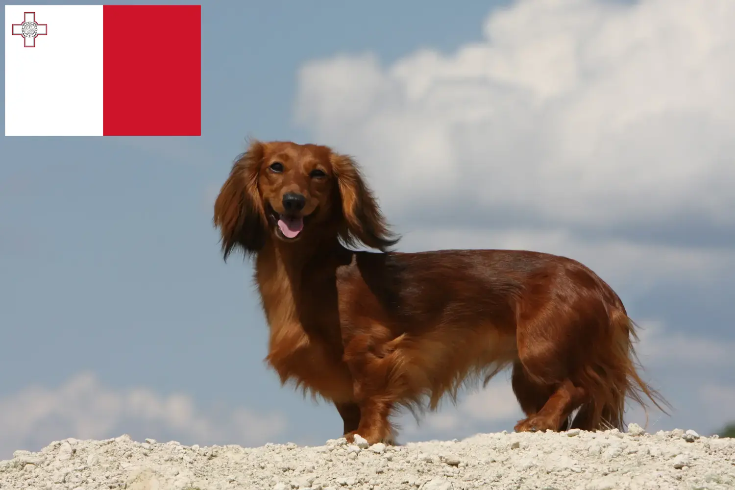 Read more about the article Malta’da Dachshund yetiştiricileri ve köpek yavruları
