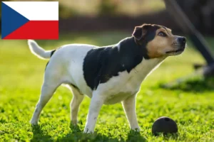 Read more about the article Çek Cumhuriyeti’nde Danimarka-İsveç Çiftlik Köpeği yetiştiricileri ve yavruları