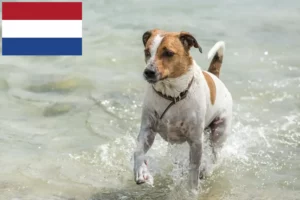Read more about the article Hollanda’da Danimarka-İsveç Çiftlik Köpeği yetiştiricileri ve yavruları