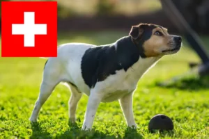 Read more about the article İsviçre’de Danimarka-İsveç Çiftlik Köpeği yetiştiricileri ve yavruları