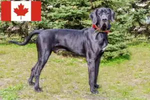 Read more about the article Kanada’da Danua yetiştiricileri ve köpek yavruları