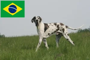 Read more about the article Brezilya’da Danua yetiştiricileri ve köpek yavruları