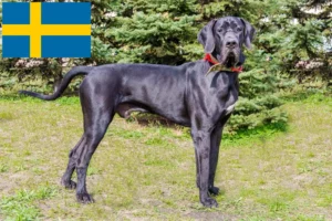 Read more about the article İsveç’te Danua yetiştiricileri ve köpek yavruları