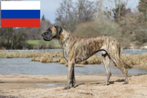 Read more about the article Rusya’da Danua yetiştiricileri ve köpek yavruları