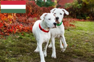 Read more about the article Macaristan’da Dogo Argentino yetiştiricileri ve köpek yavruları