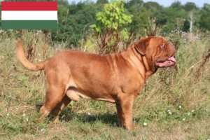 Read more about the article Macaristan’da Dogue de Bordeaux yetiştiricileri ve köpek yavruları