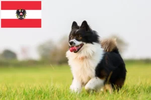 Read more about the article Avusturya’da Elo yetiştiricileri ve köpek yavruları