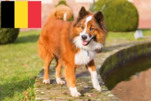 Read more about the article Belçika’da Elo yetiştiricileri ve köpek yavruları