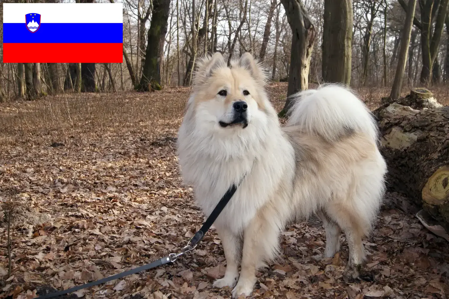 Eurasier yavru köpek ve yetiştiricileri Slovenya Slovenya'daki Eurasier yetiştiricilerini burada bulabilirsiniz.
