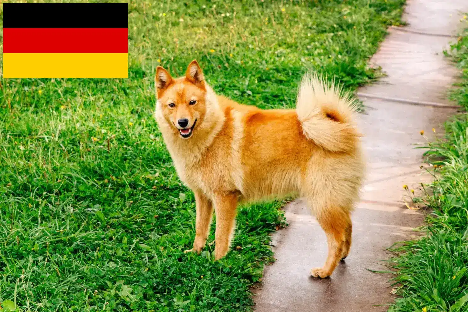 Finnenspitz yavruları ve yetiştiricileri Almanya Burada Almanya'daki Finnenspitze yetiştiricilerini bulabilirsiniz.